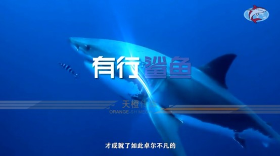 高硬度拼板膠 (8)